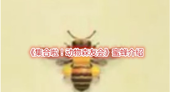 动物森友会蜜蜂介绍