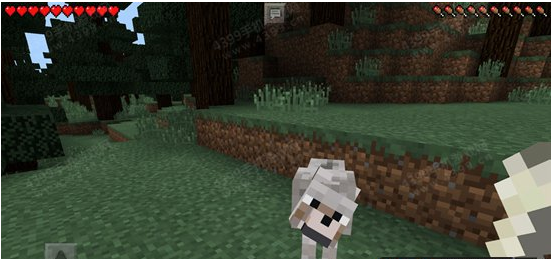 我的世界狼驯服方法介绍