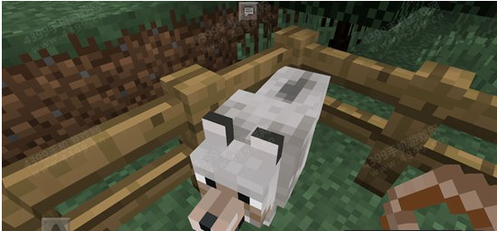 我的世界狼驯服方法介绍