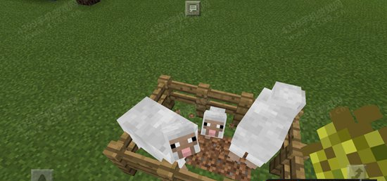 我的世界羊繁殖方法介绍