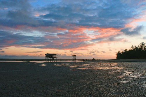 向阳而生：一场光与梦想的盛宴介绍