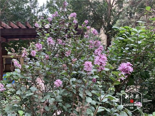 绿城丁香花：探寻城市绿洲中的诗意栖居地