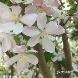 绿城丁香花：探寻城市绿洲中的诗意栖居地