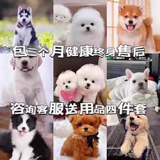 高性价比宠物交易平台