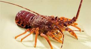 龙虾为何不会自然老死