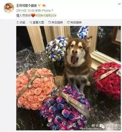 王思聪如何找回爱犬可可