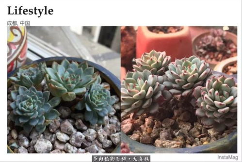 高密度多肉植物园：探索沉静清新的绿色世