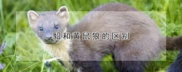 艾虎子与黄鼠狼的区别