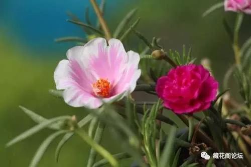 探寻象征友谊的美丽花朵，你认识几种？