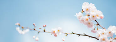 《DOTA》SG论坛角色大玩家是游戏生态的助力还是蛆虫？