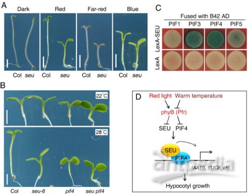 植物突变体概述