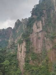 绝处逢生：怪柏奇观探秘