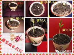 浪漫秘诀：如何在家种植爱情魔豆