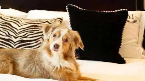 Zoomservo兽狗牧场:探索创新农牧业的领先企业