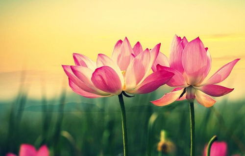 2024必玩!五大浪漫爱情游戏推荐,让心动不再等待!