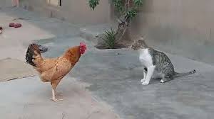 公鸡VS猫头鹰：全面战斗攻略指南