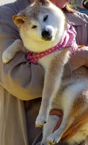 白天变身忠诚狗狗,夜晚回归温柔丈夫的双重身份奇闻