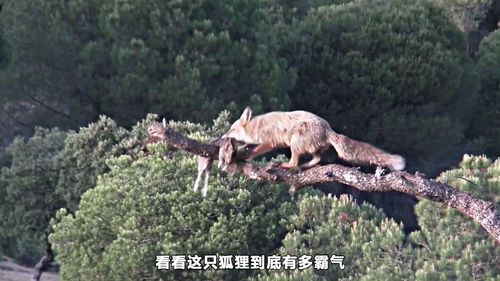 《挨饿荒野:高效捕捉野鹿的方法》