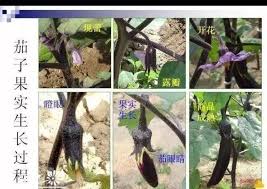 常熟茄子门事件：背后的真相与网络热议