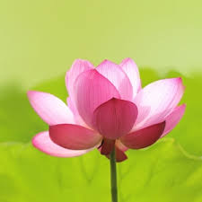 夫妻和谐与女性主导离婚的区别含义探讨