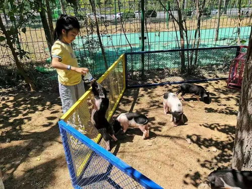 2024年成年人热门趣味游戏大全