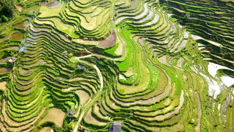 梯田弯曲闪耀银光的含义是什么