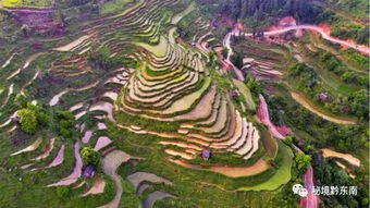 梯田弯曲闪耀银光的含义是什么