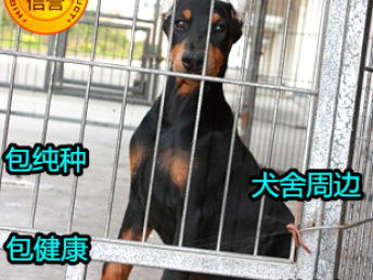 北京博文杜宾犬舍：繁育优质杜宾的爱宠天堂在哪里？