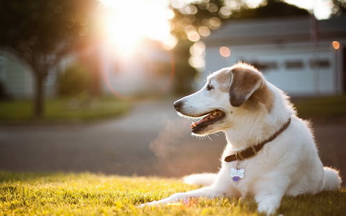 七年未归的狗狗奇迹回归帕拉狗全网独家首测，感动重逢