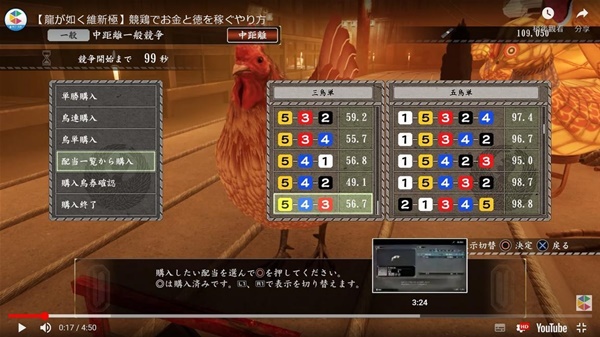 如龙维新极赛鸡高效赚钱方法介绍